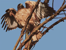 Hawk in tree by Dan Sarago